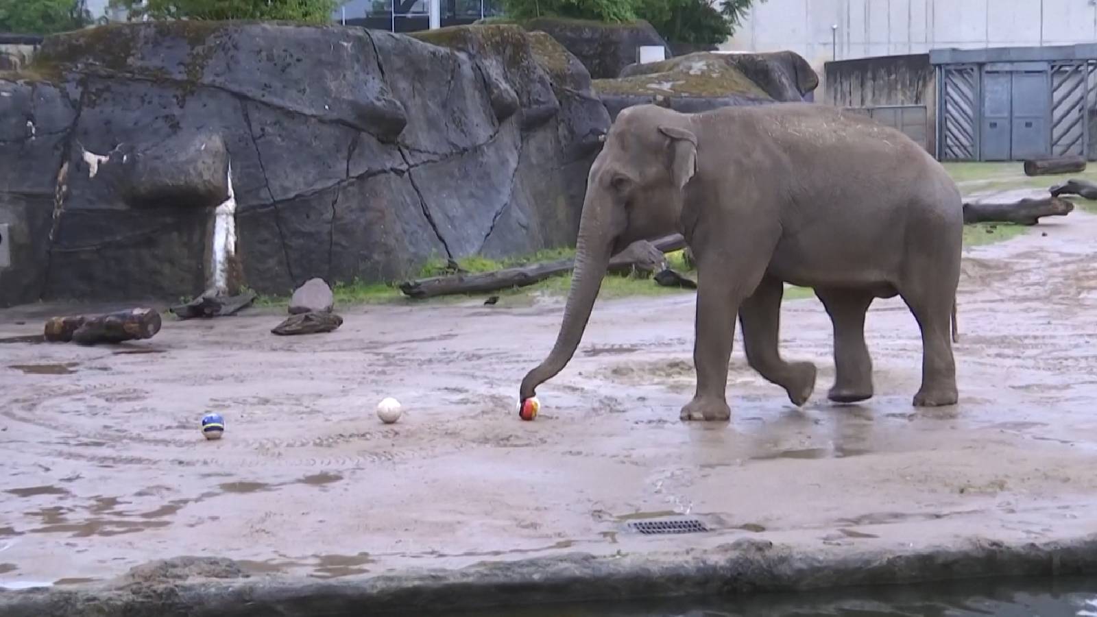 ‘This time for Germany,’ says Tarak the elephant