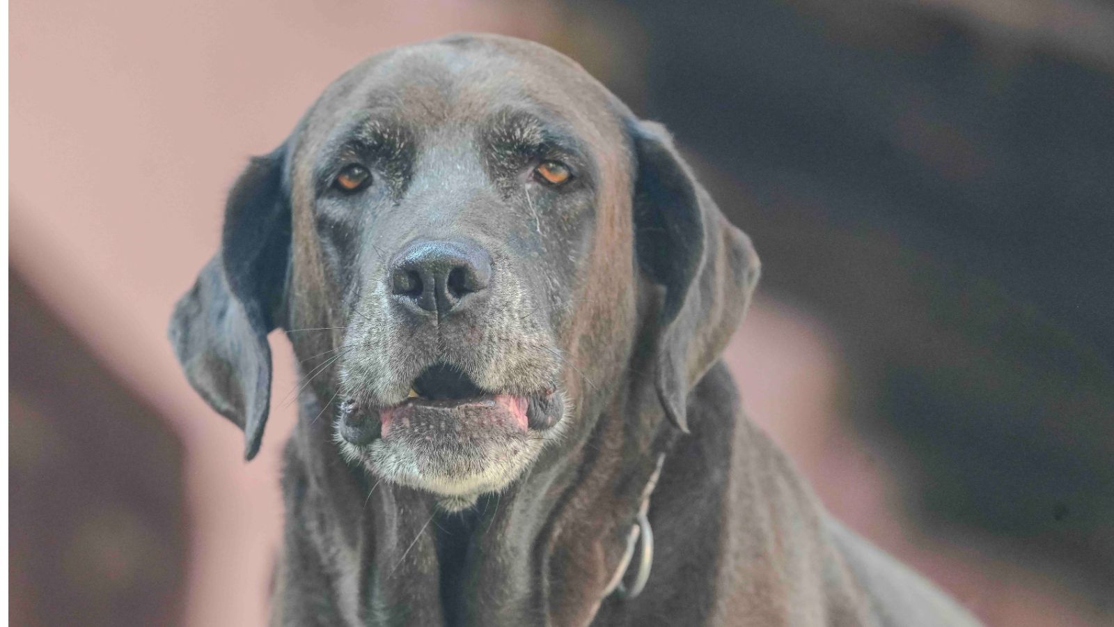 Shorter stride in senior dogs may signal dementia: Study