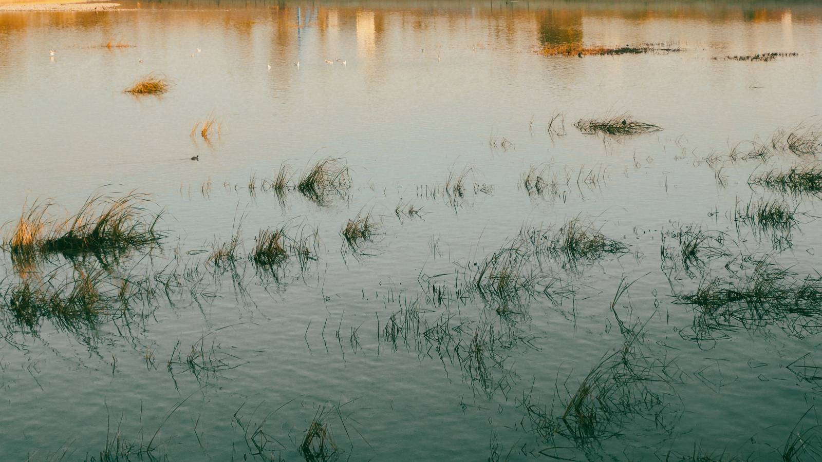 181 dried up, 126 encroached upon: Delhi's water bodies are under growing threat
