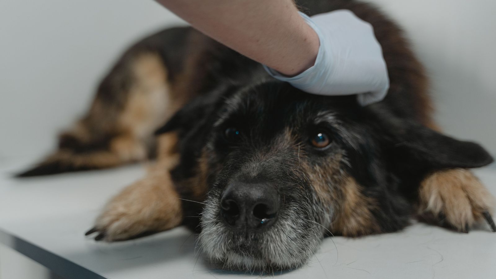 Haryana launches state's first dialysis facility for dogs in Hisar