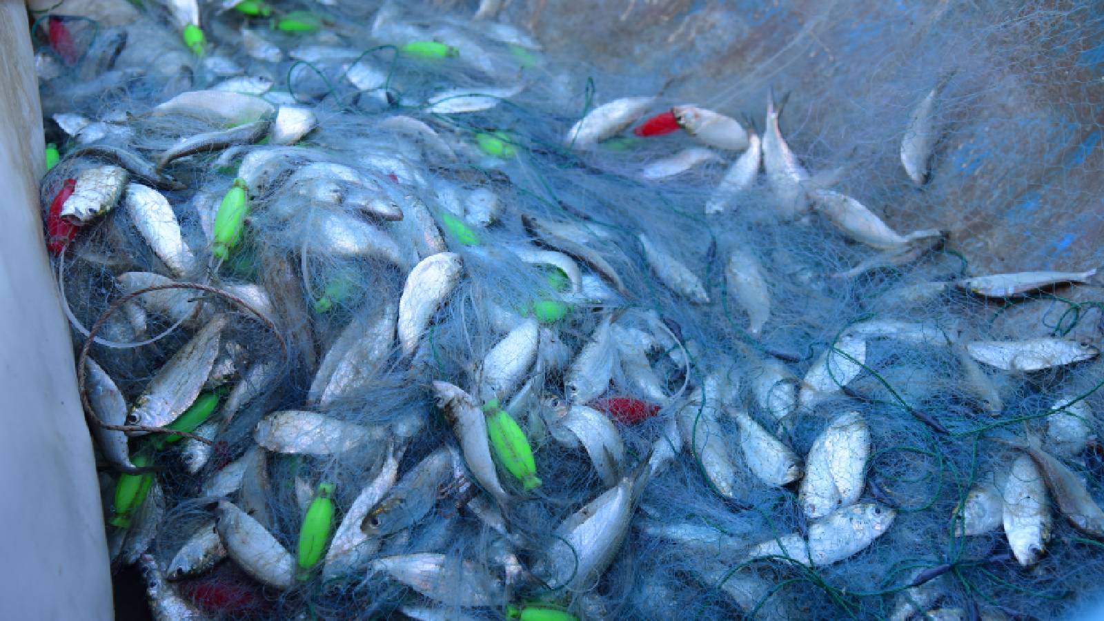 Himachal govt announces schemes for fishermen to provide subsidy on boats and fishing gear