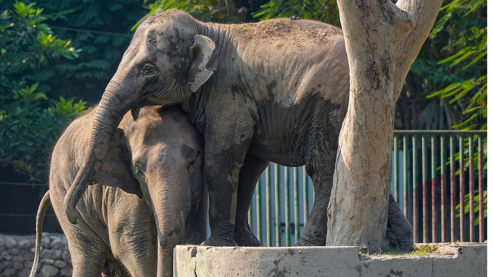 Supreme Court directs mandatory health checkups, proper care for captive elephants