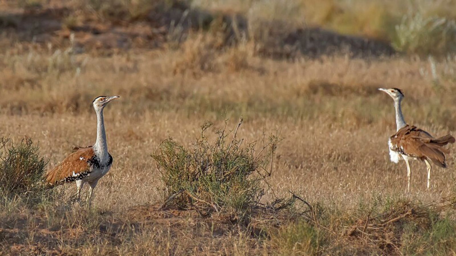 Great Indian Bustard: Study maps 16 priority conservation areas