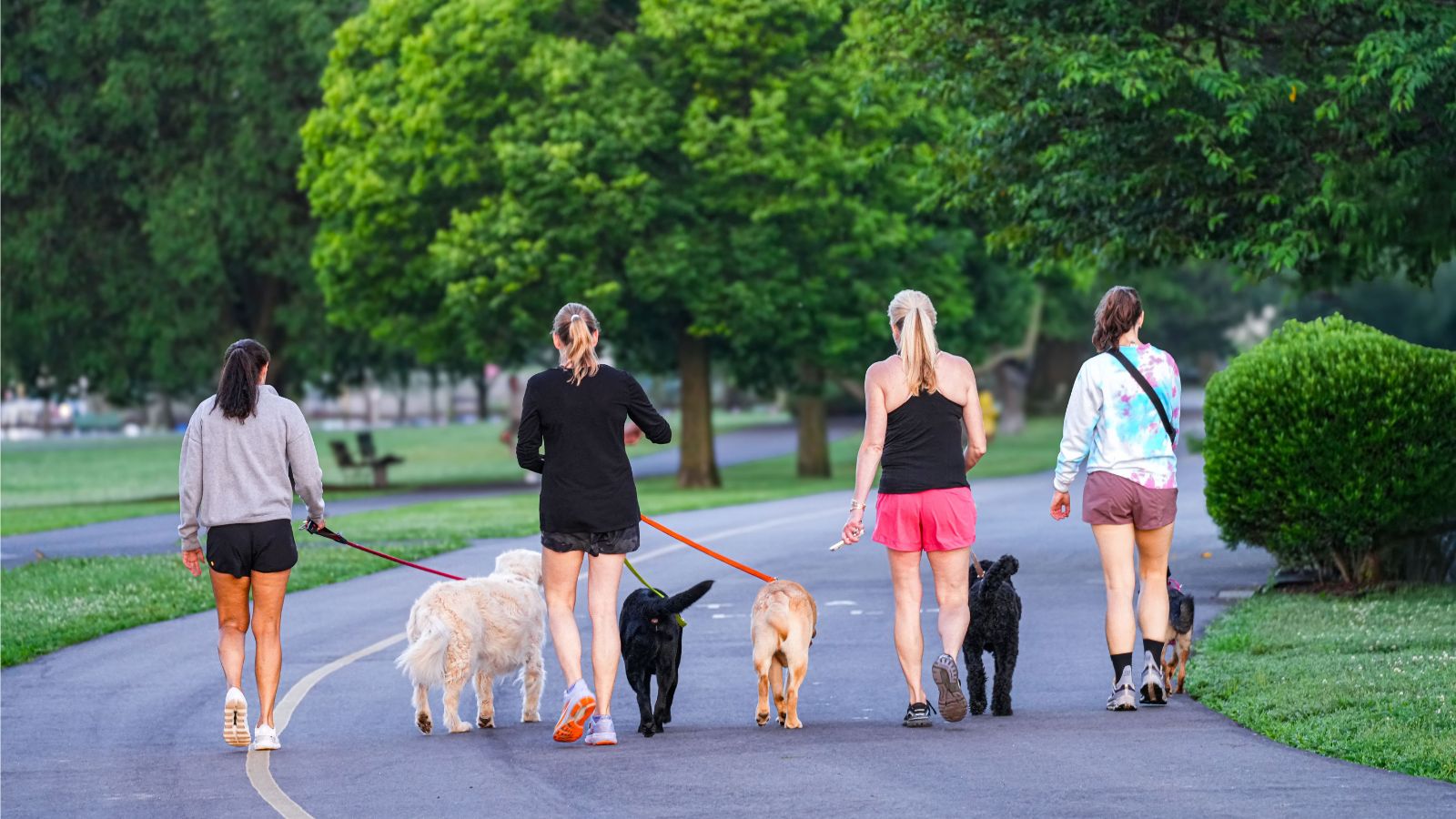 Dog parks offer an antidote to social media-fuelled isolation