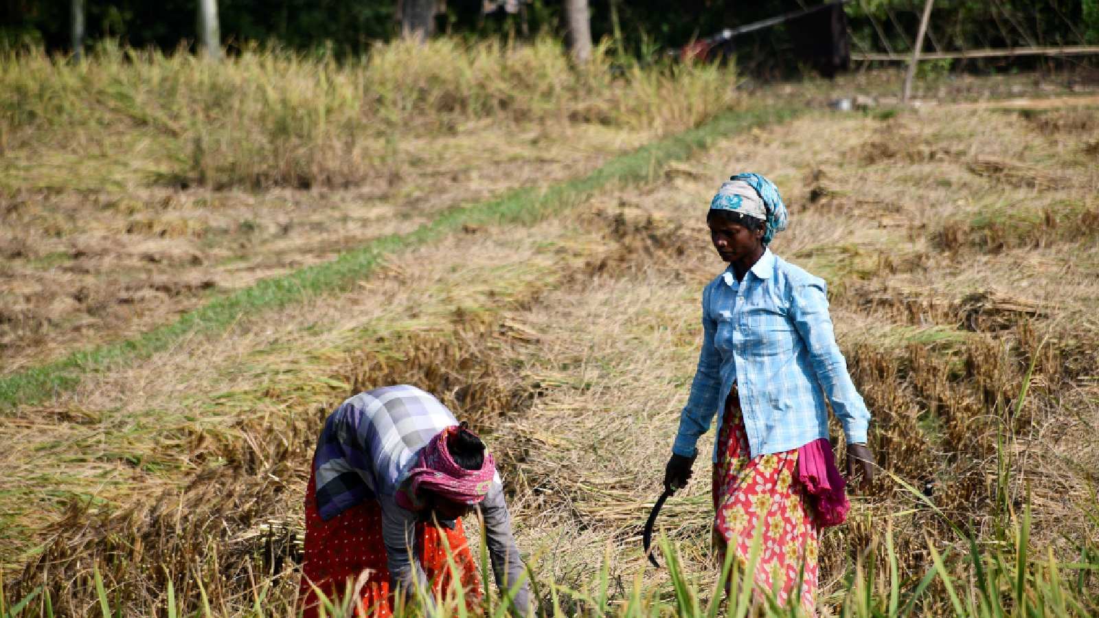 New rural jobs framework expands permissible works by 41% to 375