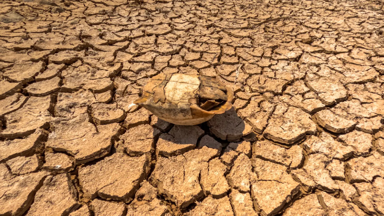 Researchers outline five actions to limit health risks from strengthening El Niño