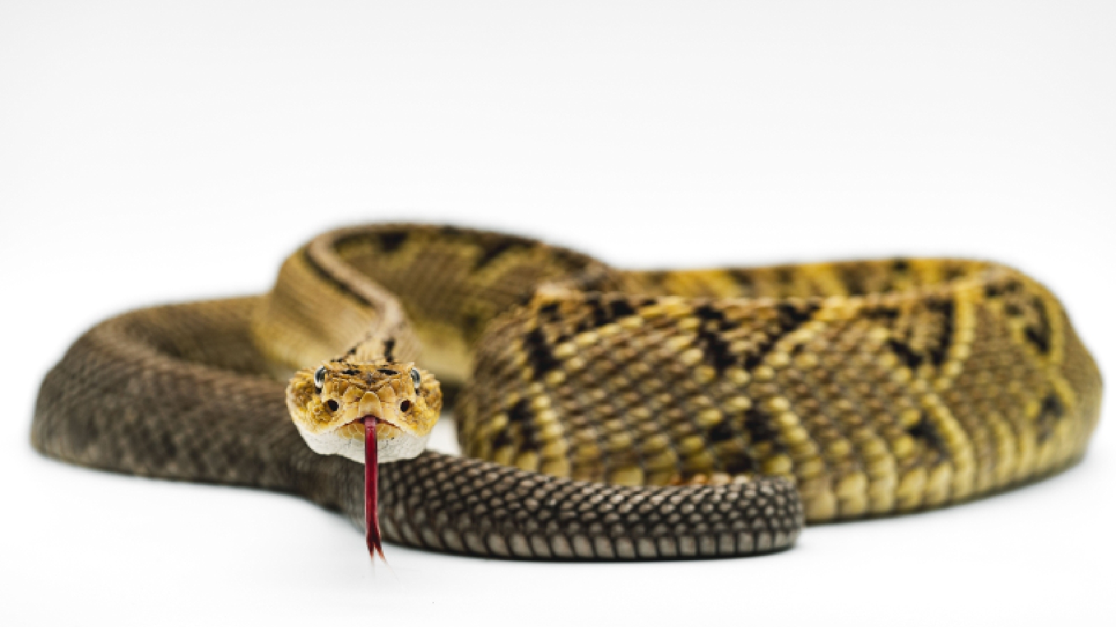 Snakebites are a bigger global problem than official figures suggest: New study