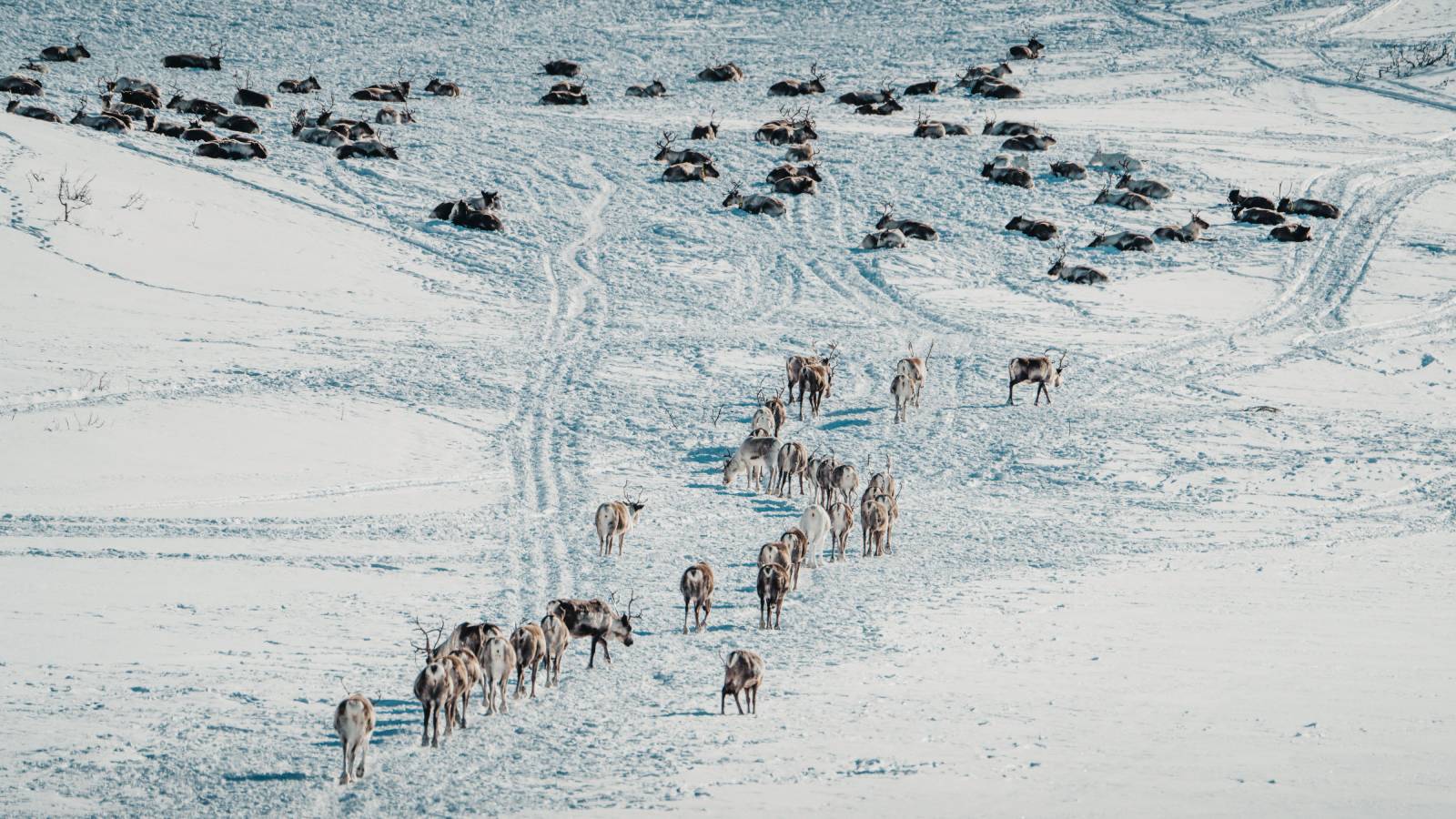 India calls for Arctic research cooperation as EU, US step up focus on Greenland