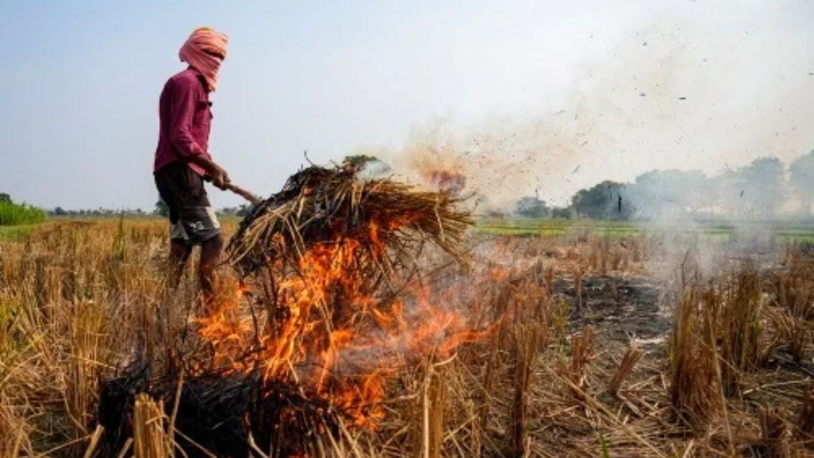 Punjab sees a sharp rise in farm fires, records 194 cases in a single day