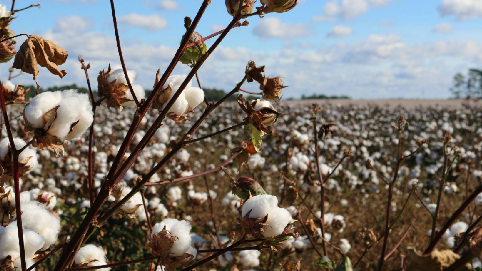 Customs duty exemption on cotton imports extended till December 31