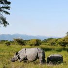 Manas National Park reopens for 2026–27 ecotourism season in Assam