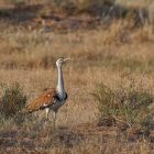 Great Indian Bustard: Study maps 16 priority conservation areas