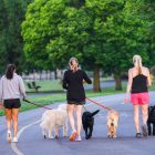 Dog parks offer an antidote to social media-fuelled isolation