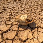 Researchers outline five actions to limit health risks from strengthening El Niño