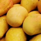 How to identify artificially ripened mangoes before you buy