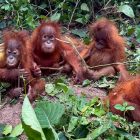 Odisha seeks approval to retain five rescued orangutans at zoo