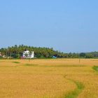 Kerala seeks ₹110 crore Union aid as crop losses reach  ₹99.29 crore