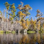 UNESCO adds Georgia's Okefenokee Swamp, Sarnath among new World Heritage sites
