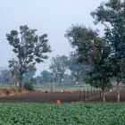 Chhattisgarh advises farmers to switch to short-duration crops amid El Niño concerns