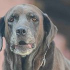 Shorter stride in senior dogs may signal dementia: Study