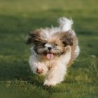 Dogs' brains may segment human speech into words like humans