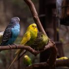 Delhi rescues 54 parakeets and 49 turtles, tortoises from pet shop