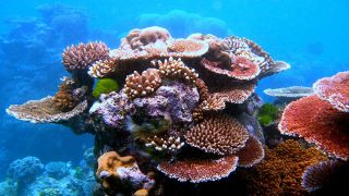 Scientists identify 64,000 sq miles of coral reef capable of surviving climate crisis