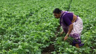 India’s soybean acreage likely to rise amid high prices, El nino fears