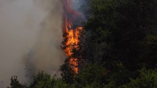 Netherlands faces rare wildfire amid scorching heat