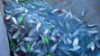 Himachal govt announces schemes for fishermen to provide subsidy on boats and fishing gear