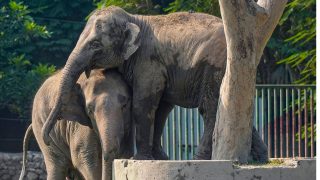Supreme Court directs mandatory health checkups, proper care for captive elephants