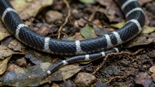 Maharashtra shuts Gadchiroli tribal school after snakebite kills three students