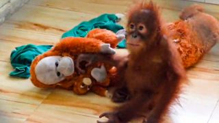 Odisha sets up expert panel to oversee care of five rescued baby orangutans