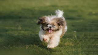 Dogs' brains may segment human speech into words like humans