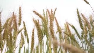 Global food prices reach highest level since November 2022: FAO