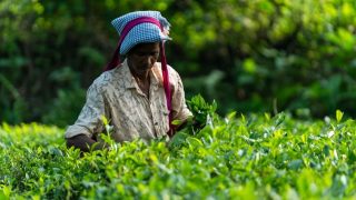 FSSAI proposes residue limits for two pesticides in tea