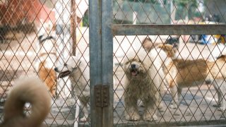 PETA India urges Union Government to withdraw draft rules on animal experimentation
