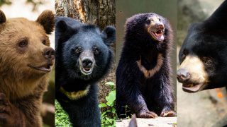 India to estimate population of all four bear species, with results expected in five years