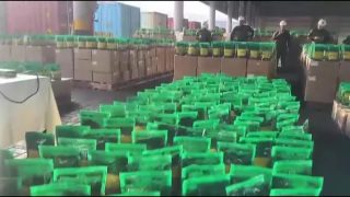 Colombia seizes 7.6 tonnes of cocaine in decade’s biggest drug bust at Cartagena port
