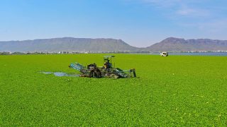 Keralam to form expert panel to tackle water hyacinth menace