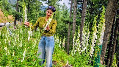 Rare foxglove flowers blanket Bhaderwah in Jammu
