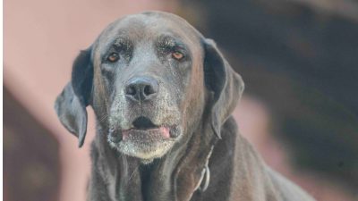 Shorter stride in senior dogs may signal dementia: Study