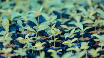 Odisha targets planting 6.95 lakh saplings in urban areas to curb pollution: Chief Minister