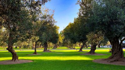 India government approves ₹3,000 crore scheme to restore over 15,000 sacred groves