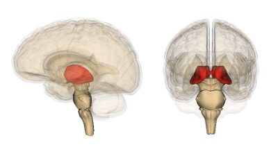 High temperatures exposure during early life linked with slower growth of brain's thalamus: Study