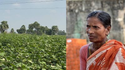Among Telangana's cotton fields, farmers are betting on a greener future