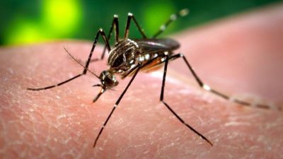 Indian dengue-vector mosquito may be developing resistance to common insecticide: Study