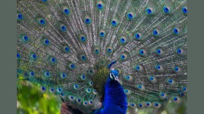 India donates five peacocks to UN Geneva, reviving decades-old tradition