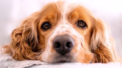 Study finds dogs can recognize different negative human facial expressions
