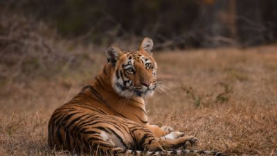 Madhya Pradesh opens India’s first virtual zoo with 14-D cinema, jungle safari
